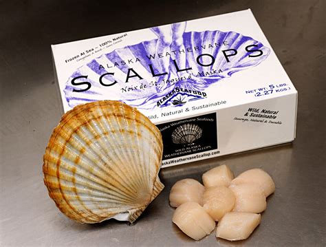  Alaskan Scallop: A Shellfish that Can't Seem to Stop Diving for Pearls!