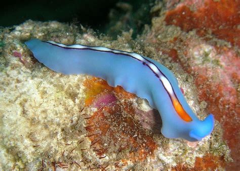 Eyelashed Flatworm: Can This Tiny Underwater Creature Conquer Your Heart With Its Exquisite Features?