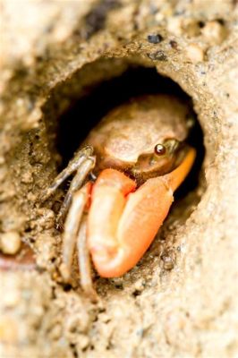  Fiddler Crab: A Tiny Violinist Hiding in Muddy Marshes!