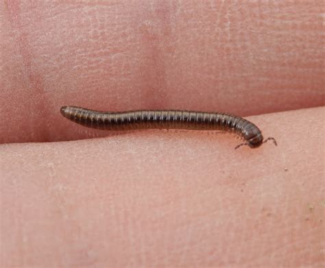  Woolly Millipede: A Tiny Treasure Trove of Curious Adaptations That Can Burrow Deep!