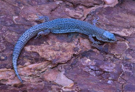  Xantus's Night Lizard - A Nocturnal Reptile Hiding Underneath Rocks and Basking in Desert Sunlight!