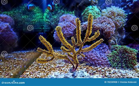 Yellow Gorgonian! This Vibrant Coral With Yellow Polyps Brings Life To Deep-Sea Reefs