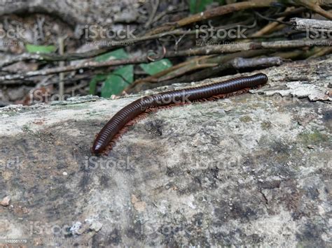  Indomalayan Giant Millipede: A Slithering Treasure Trove of Defense Mechanisms!