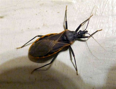  Kissing Bug: A Miniature Vampire Hiding in Plain Sight!