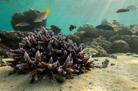  Longhorn Coral! What Happens When an Underwater Architect Meets a Rainbow?