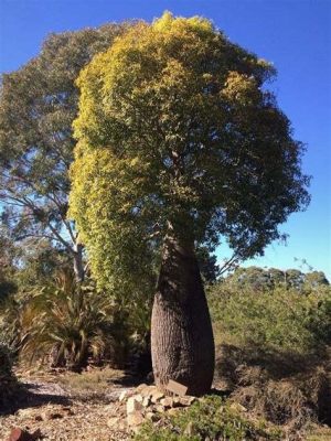  Queenslandilainen Kuurankielinen! Vaaleanvärinen ja Muuttuva Laji, Joka Elää Australiassa