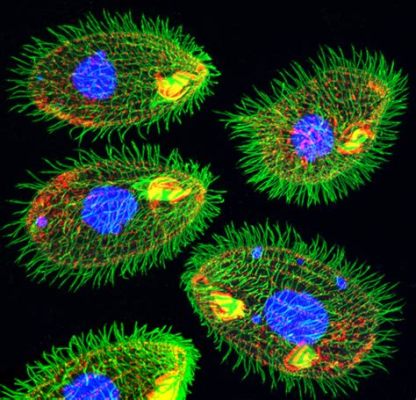  Tetrahymena! An Enigmatic Single-Celled Organism Exhibiting Remarkable Adaptability and Complex Cellular Processes